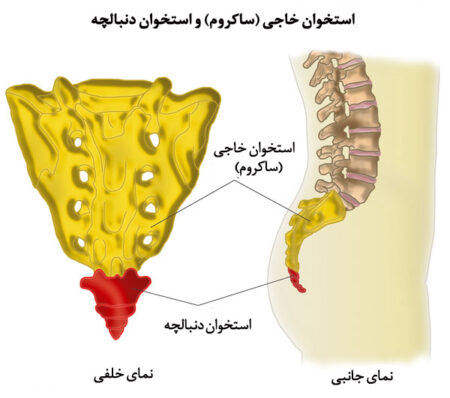 CoccyxDynia 5
