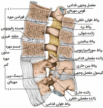 Lumbar disc 3