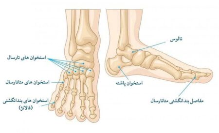 متاتارسال و فالانژ 